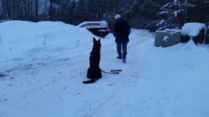 Эндрефальва. Движение рядом, укладка, посадка в движении.