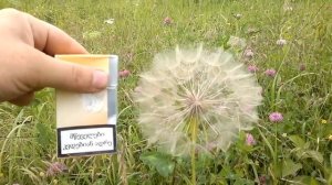 Одуванчик Самый большой одуванчик в мире видео