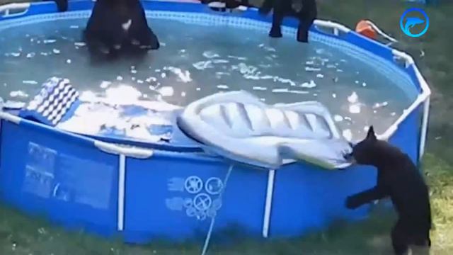 Опасные и неверотяные вторжения животных в дома людей смотреть онлайн