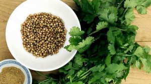 Выращивание кориандра ( кинзы ) из семян в открытом грунте как бизнес идея