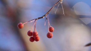 Праздник Христова Рождества