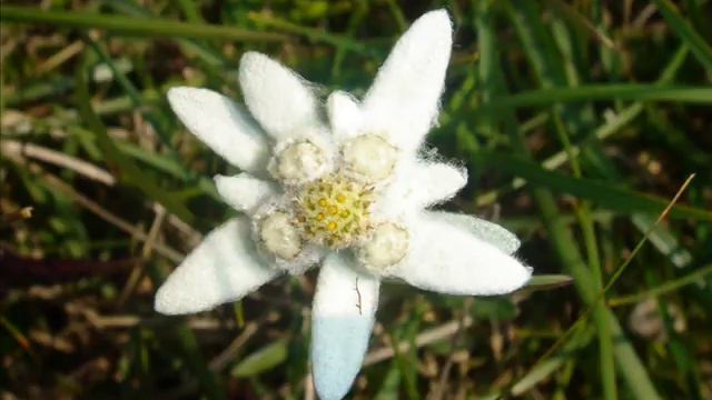 Franzl Lang - Es war ein Edelweiß смотреть онлайн