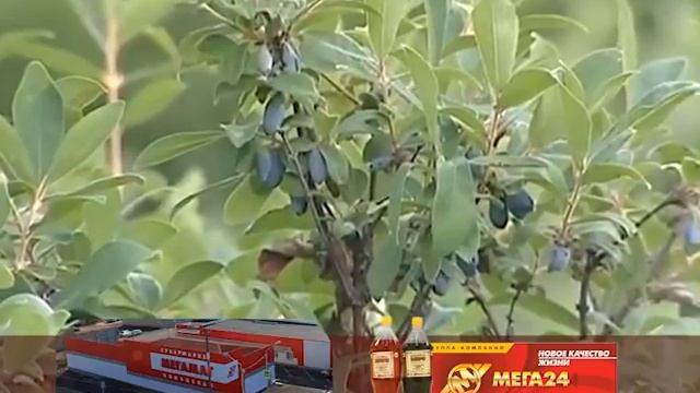 КОМПАНИЯ МЕГА 24 - МОРСЫ БРУСНИКА, ЖИМОЛОСТЬ смотреть онлайн