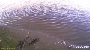 РЫБАЛКА НА ЛЕЩА, НА ФИДЕР НА РЕКЕ ТУРА.