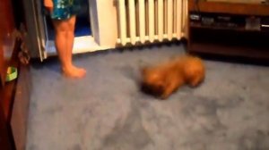 Собака Кокер спаниель лает, Лохматый Пес Cocker Spaniel barks, Shaggy Dog