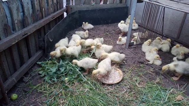 Гусятам породы Линда, две недели... смотреть онлайн