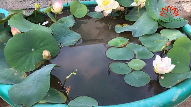Mini lotus blooms in a plastic pot | growing mini lotus at home смотреть онлайн