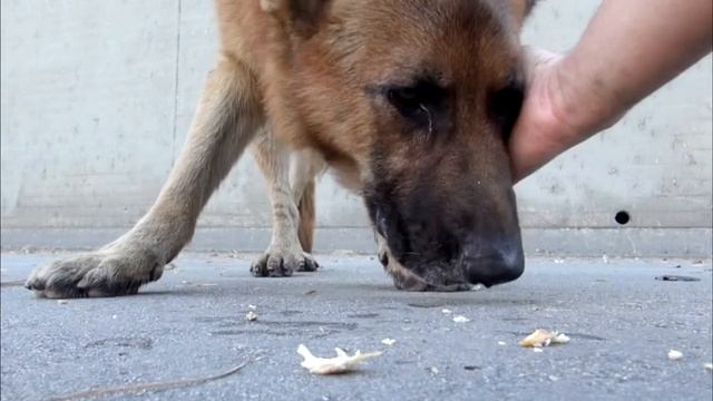 Парень просто погладил собаку, бездомный пес лег и заплакал… смотреть онлайн