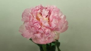 Как распускается пион.