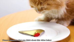 Kluna Tik ASMR eating GOLD SHARK with TOM cat for dinner! Kluna Tik's Fan