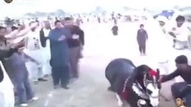 Арабский жеребец танцует лезгинку