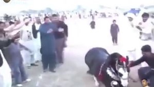 Арабский жеребец танцует лезгинку