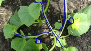 Формировка дыни