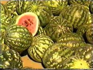 Круиз на теплоходе Инженер Пташников Саратов-Волгоград-Астрахань. 1996 год