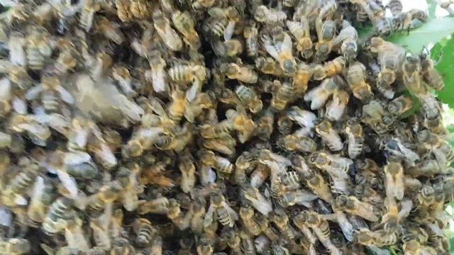 ПЧЕЛИНЫЙ РОЙ КАК НА ЛАДОНИ смотреть онлайн