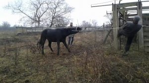 Оповожение жеребца  Кабардинской породы