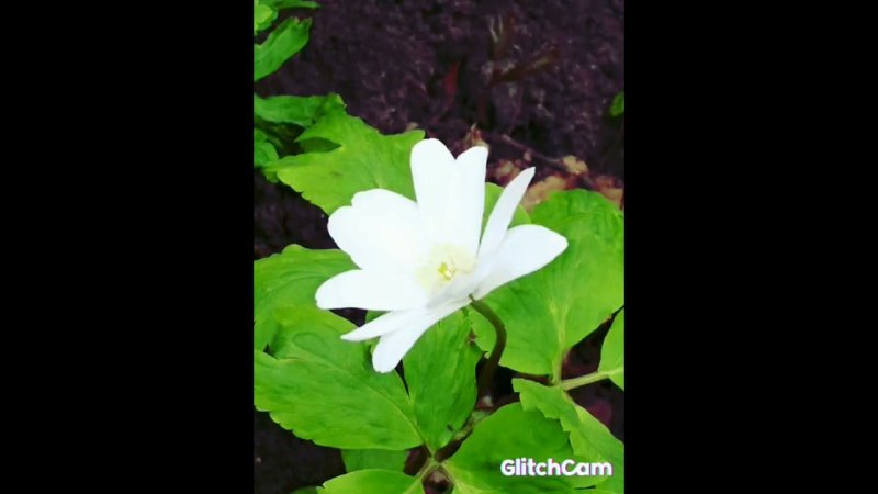 Anemone  Ве́треница snowdrops, primroses, подснежники, первоцветы