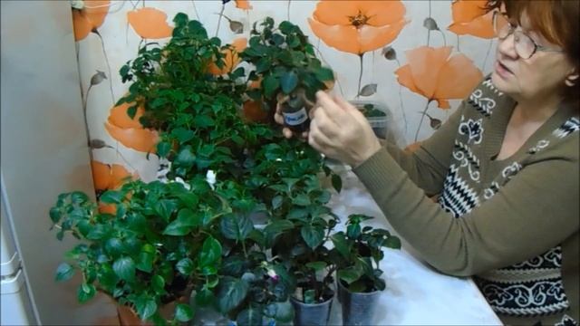 Импатиенс)))) А по мне так это тот же наш русский Ванька мокрый)))