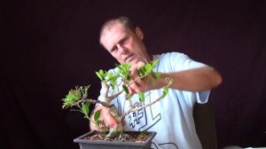 Tiger Bark Ficus update. Ficus microcarpa bonsai pruned and wired. Some people call it ficus retusa