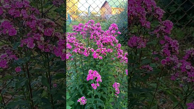 "Ауреоле"- флокс, непохожий на флокс #сад #цветы #дача