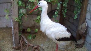 кормление Аиста