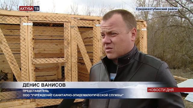 Среднеахтубинский питомник больше не может содержать бездомных собак смотреть онлайн