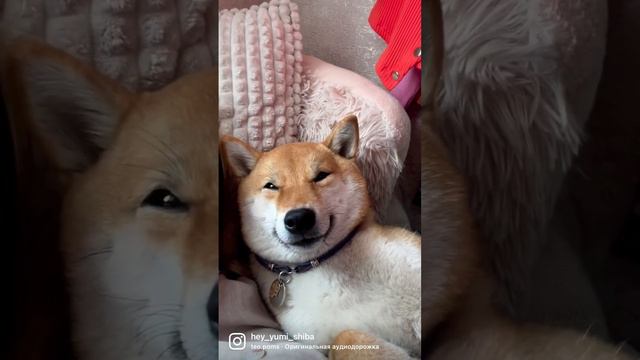 Кайфушки 🥰#shibainu#сибаину#шибаину#sibainu#shiba#siba#yumi#рыжийкотик