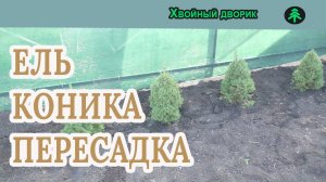 Осенняя пересадка ели канадской Коника.