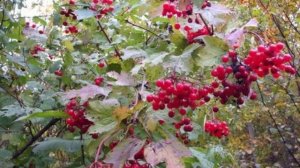 ХИТ песня "Цветет калина" Автор исполнитель Галина Мирошниченко