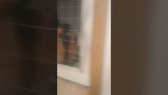 Заселение кур в гараж. смотреть онлайн