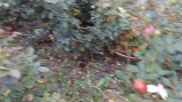 Осеннее цветение любимых роз и их яркие краски??? смотреть онлайн