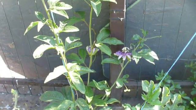 маракуя Северная . Цветение. blooms passion fruit смотреть онлайн