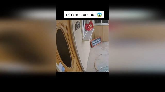 Приколы с животными. Лучшие приколы 2020. Смешные животные смотреть онлайн