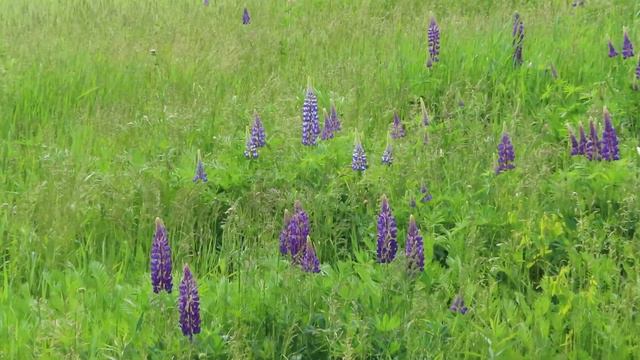 First Lupine's of the season beautiful field near Washburn WI смотреть онлайн