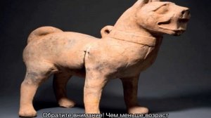 Сколько живут шарпеи в домашних условиях