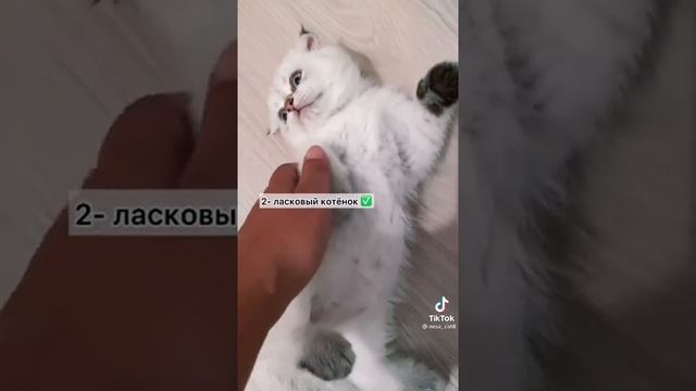 как из котëнка вырастить воспитанную кошку