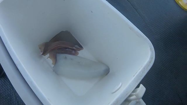 SQUID, BREAM and STINGRAY - Catch n Cook - Fishing with DYLAN! смотреть онлайн