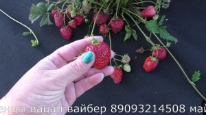 МАРИСОЛЬ (Marisol) клубника ксд средне-раннего срока созревания.