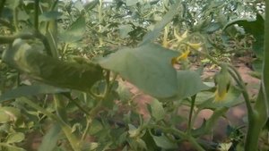 Томат Аламина на 26 апреля