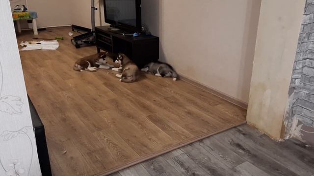 Хаски ГЛУПЫЕ ???? / Байкал самый заботливый ПАПА ХАСКИ смотреть онлайн