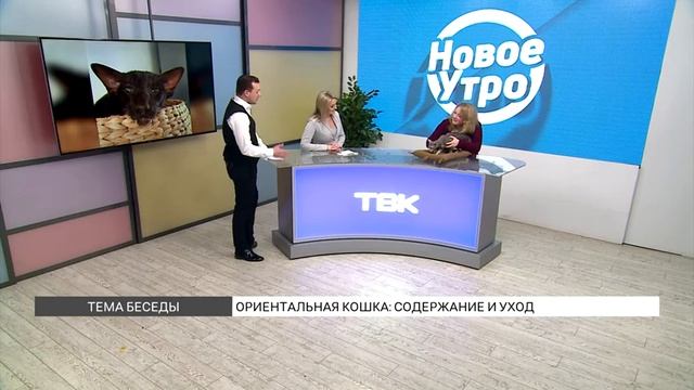 Ориентальная кошка: как содержать?