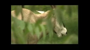 (Антилопа) Орикс восточноафриканский -  Oryx beisa – Бейза - Вeisa