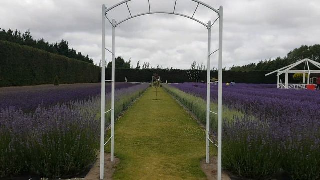 Lavender Farm 2021 смотреть онлайн