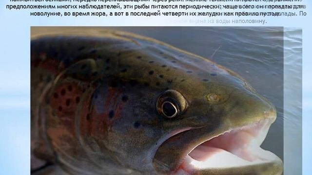 ТАЙМЕНЬ