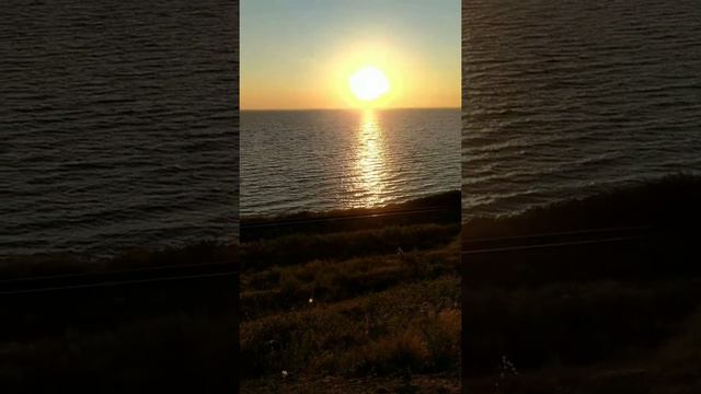 Американские булли на прогулке.