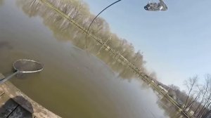 Крупная форель на резину. Zetrix Arte 692L.