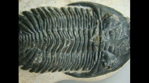 Трилобиты