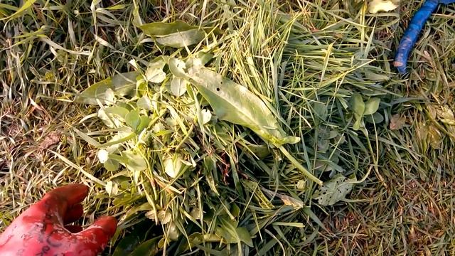 Подкашивание серпом зелени для кур смотреть онлайн