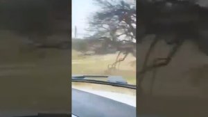 Казачий отряд БАРС 16!