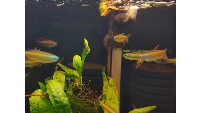 Blue Eyed Congo Tetra's Stunning Beauty! 🐠✨ #FISH4U" смотреть онлайн